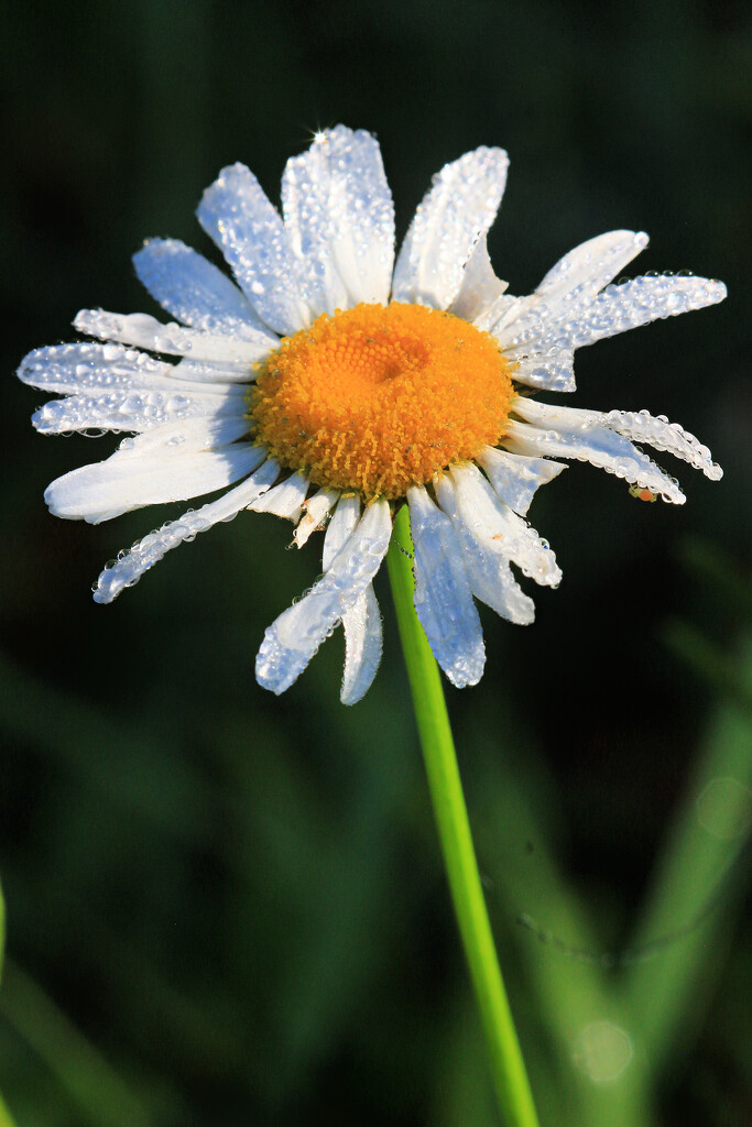 Mornin' Daisy! by juliedduncan