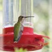 Female Ruby Throat...