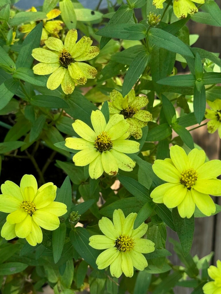 Yellow zinnias... by marlboromaam