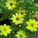 Yellow zinnias...