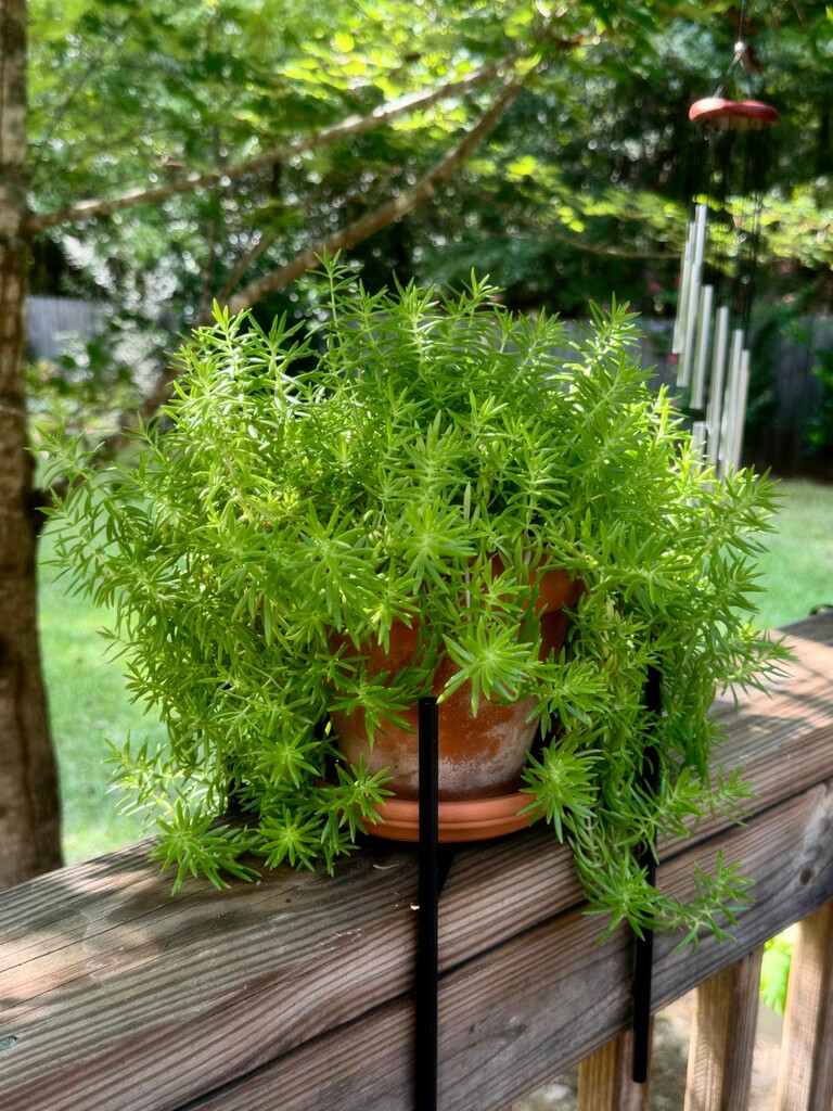 A pot of happy sedum... by marlboromaam