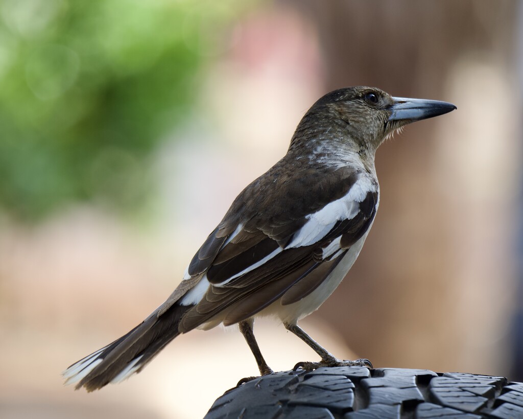 A Morning Visitor P9265346 by merrelyn