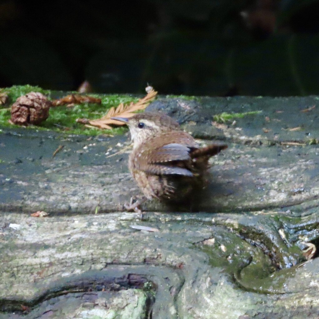 Wren at Calke Abbey by orchid99