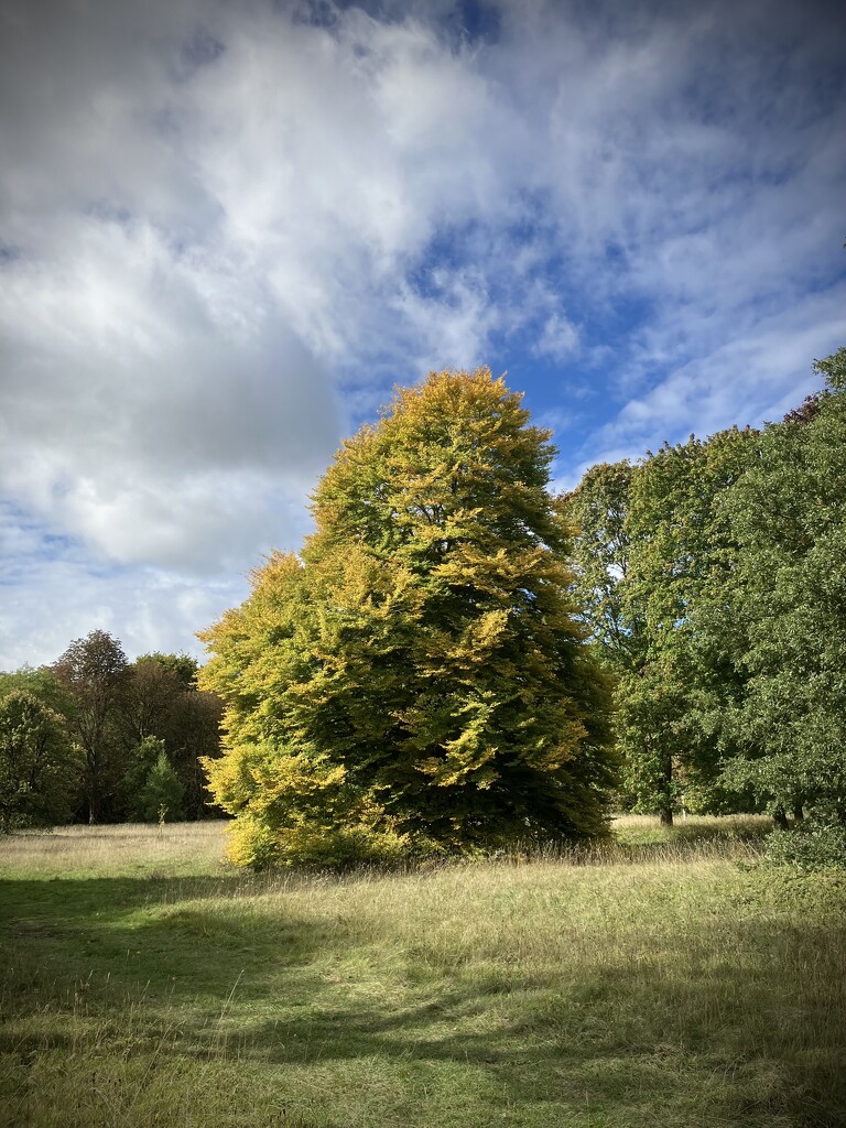 Anglesey Abbey Tree by g3xbm