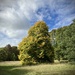 Anglesey Abbey Tree