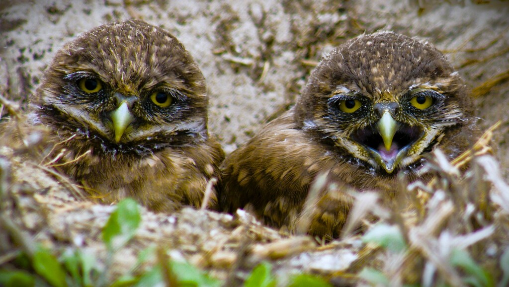 Owlets by photohoot