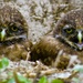 Owlets by photohoot