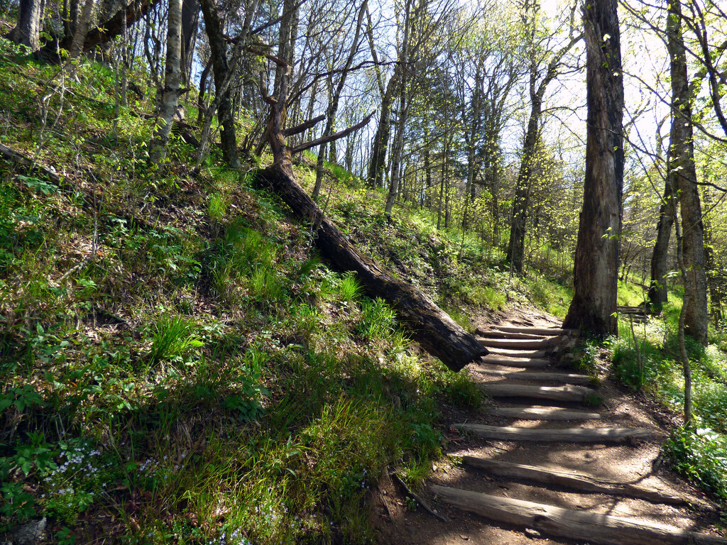 Appalachian Trail by msfyste