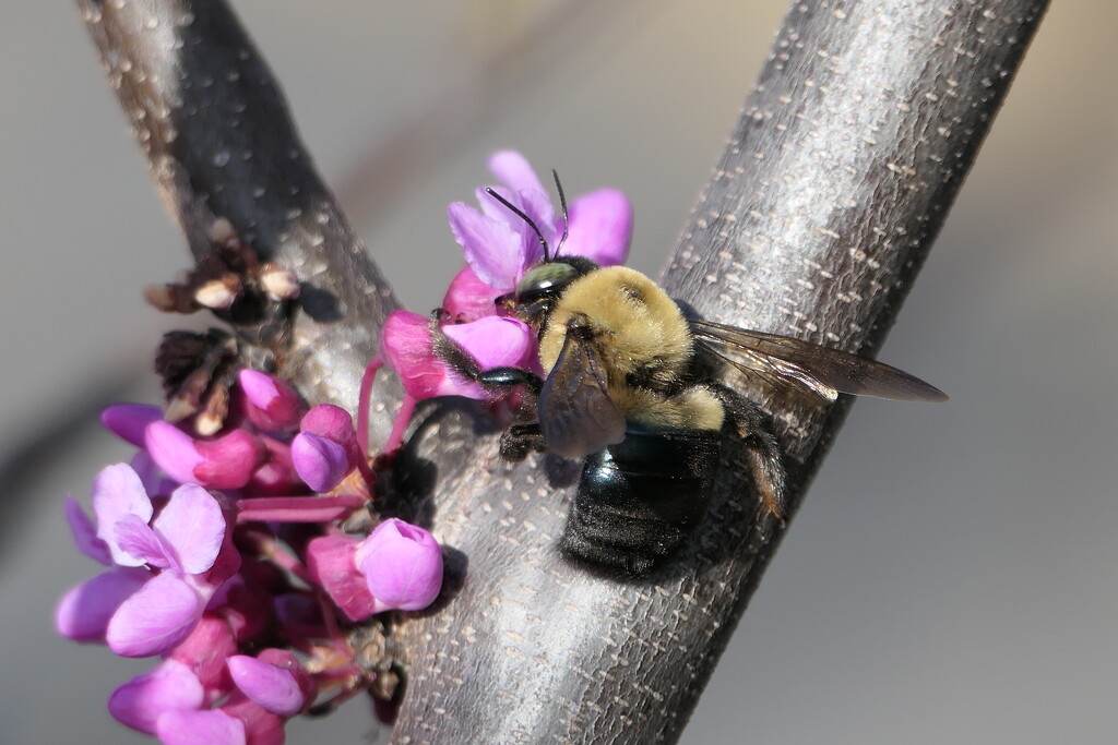 Pollinator by msfyste