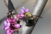 31st Mar 2024 - Pollinator