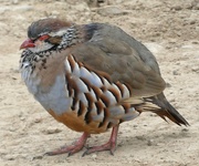 26th Sep 2024 - Red Legged Partridge