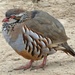 Red Legged Partridge by fishers