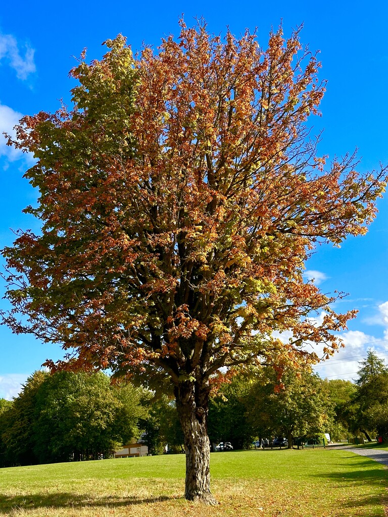 The lone tree by pamknowler