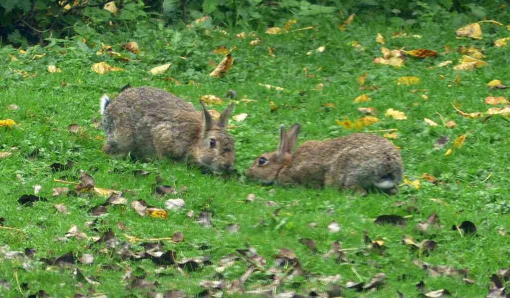 Almost Kissing Rabbits by arkensiel