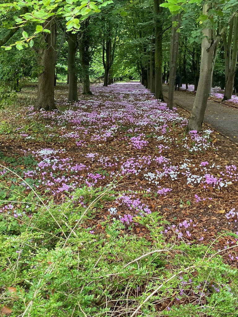 Autumn Cyclamen. by foxes37