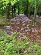 25th Sep 2024 - Autumn Cyclamen.