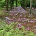 Autumn Cyclamen.