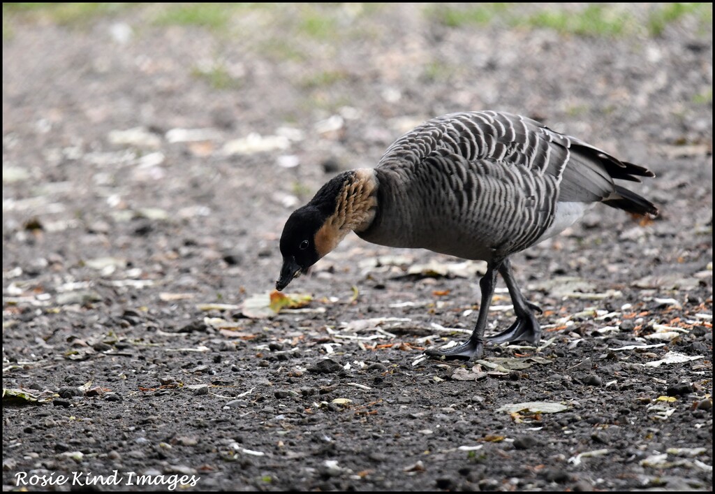 Hello goosey by rosiekind