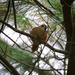 The Tuneful Wren from Carolina