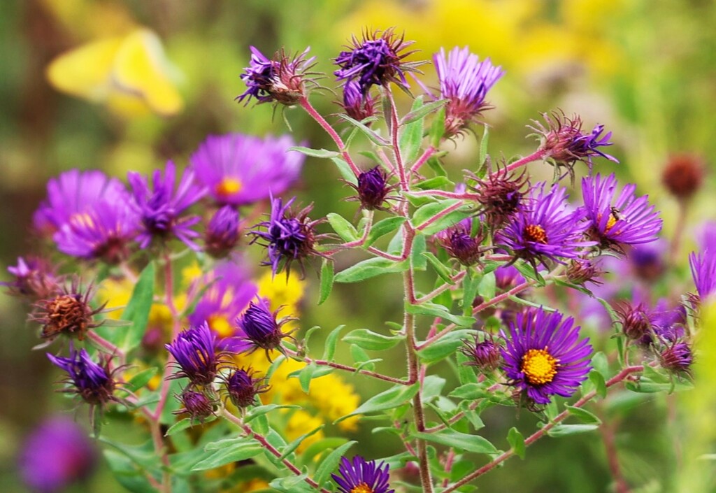 Wild Asters by lynnz