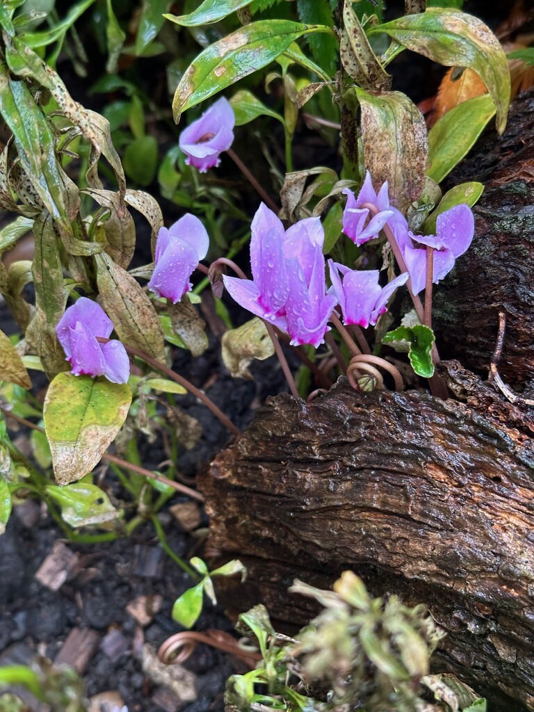 Cyclamen Coum by 365projectmaxine