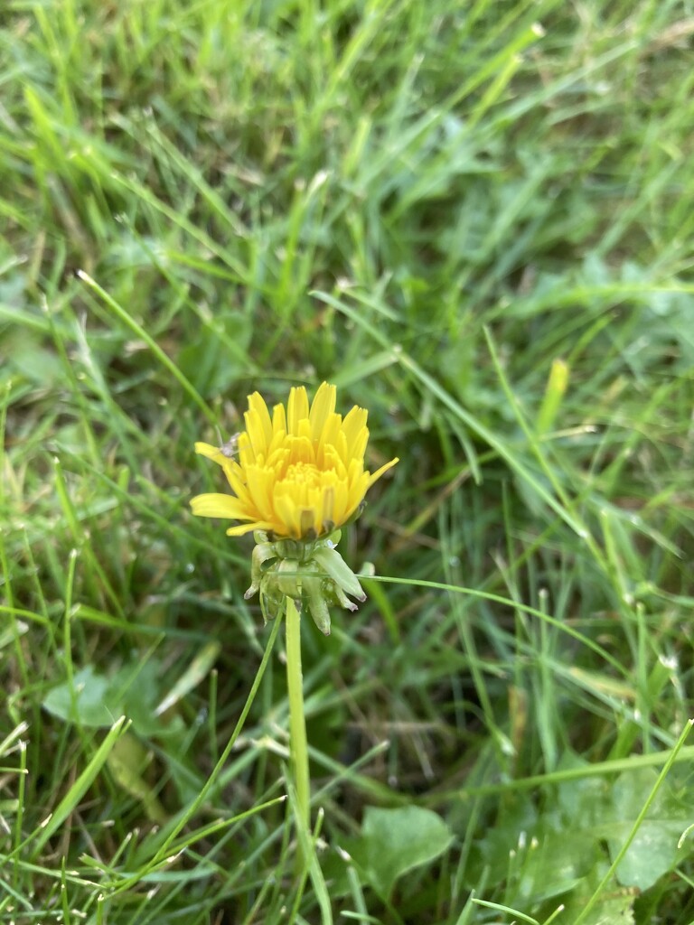 Late September Dandelion by spanishliz