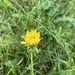 Late September Dandelion