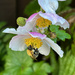 Japanese Anemone