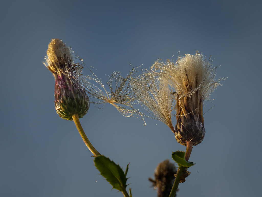 A morning dew by haskar