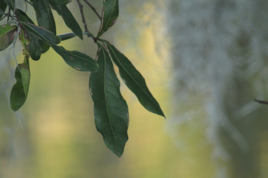 Hanging Leaves by thedarkroom