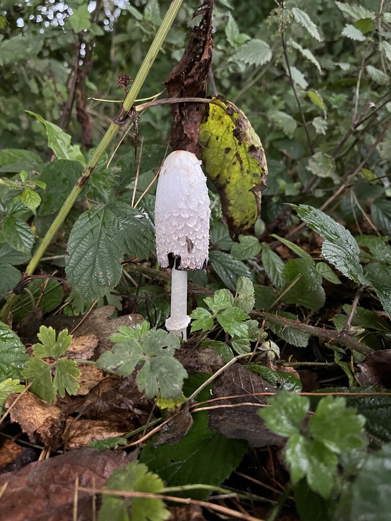 Lone inkcap by helenawall