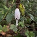 Lone inkcap