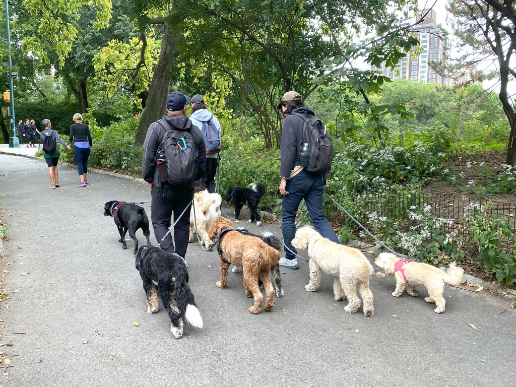 Dog walkers in Central Park by tunia