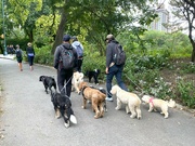 26th Sep 2024 - Dog walkers in Central Park