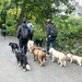 Dog walkers in Central Park by tunia