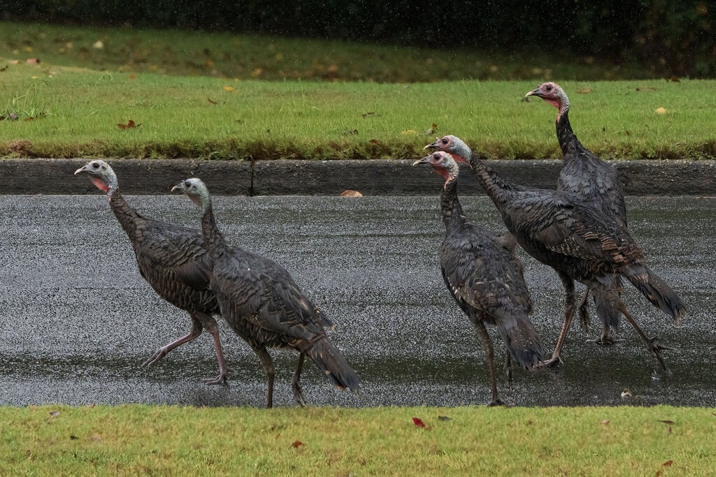 Turkey Road Crossing by kvphoto