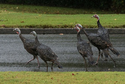 26th Sep 2024 - Turkey Road Crossing