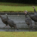 Turkey Road Crossing by kvphoto