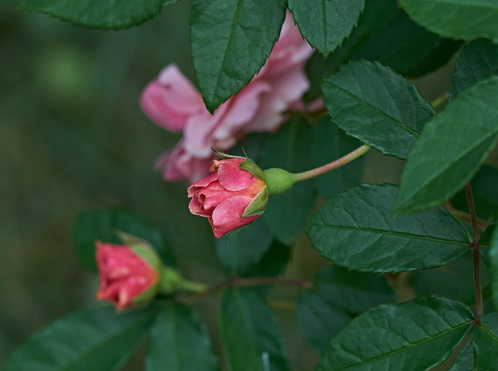 Tiny and Pink by gardencat