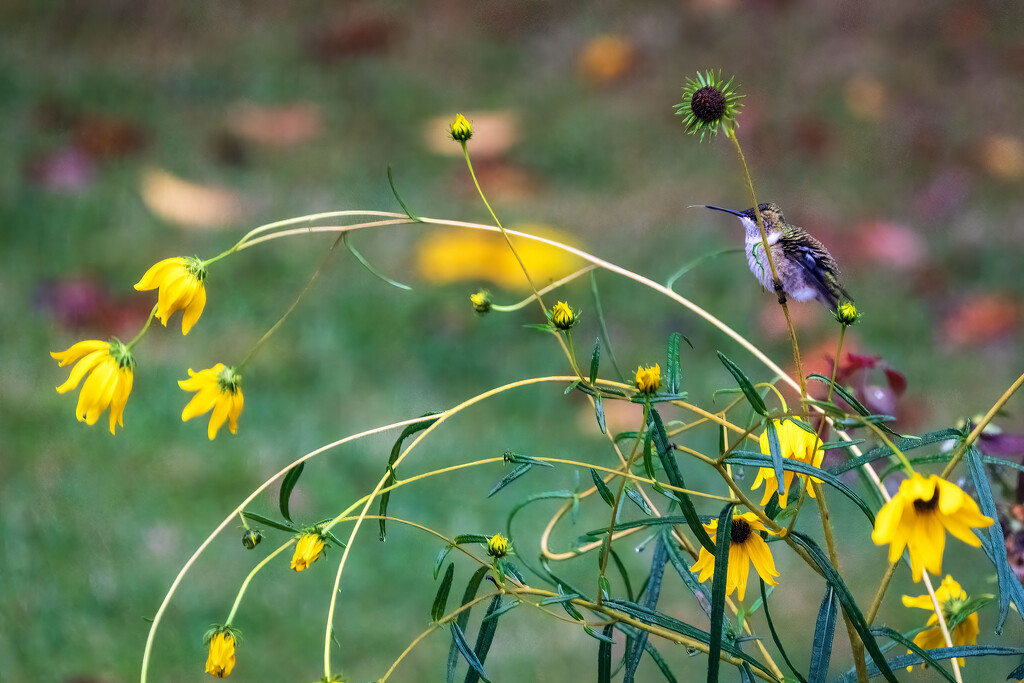 Hiding in the Sunflowers by kvphoto