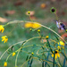 Hiding in the Sunflowers