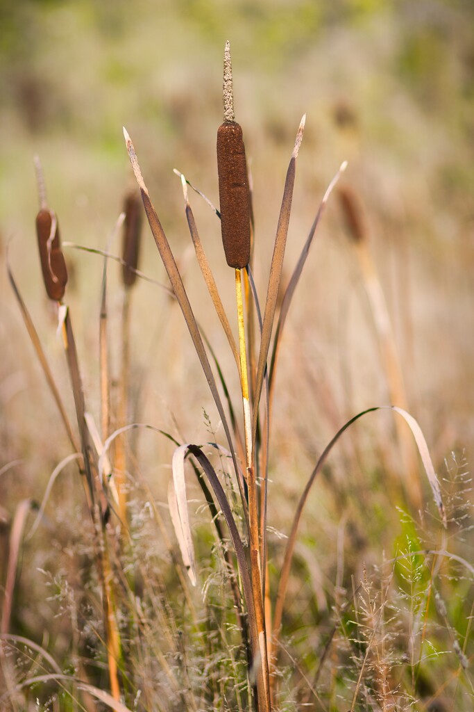 Bulrush by okvalle