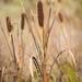 Bulrush by okvalle