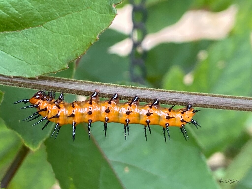 IMG_8692 caterpillar on passion vine by rontu