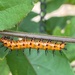 IMG_8692 caterpillar on passion vine by rontu