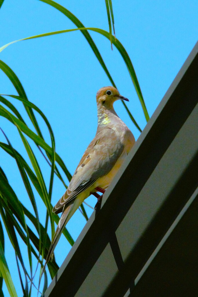 Morning  Dove  by photohoot