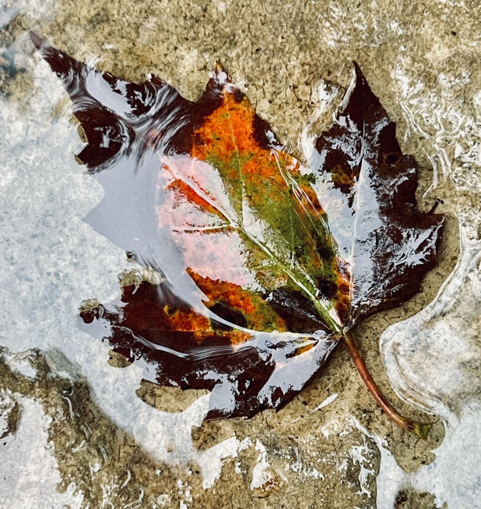 Fall Flooding by calm