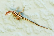 26th Sep 2024 - DSC07501