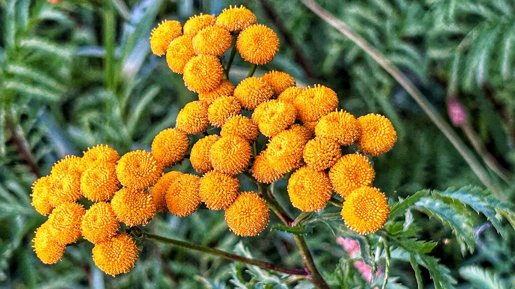 Common Tansy by carole_sandford