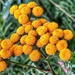 Common Tansy